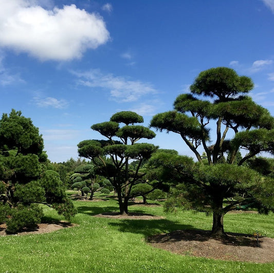 Database of all tree nurseries in the UK
