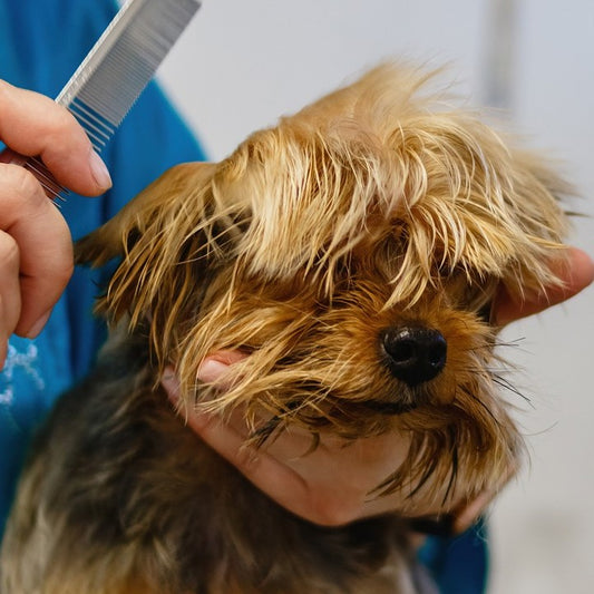 Contact data of all dog groomers in the UK