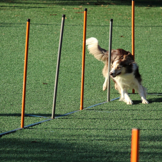 Contact data of all dog training schools in the UK