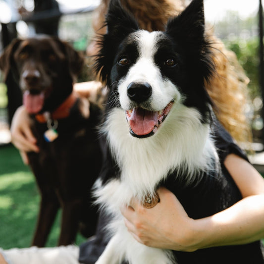 Contact data of all dog breeders in the UK
