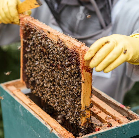 Contact data of all beekeepers in the UK