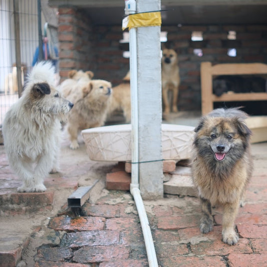 Contact data of all animal shelters in the UK
