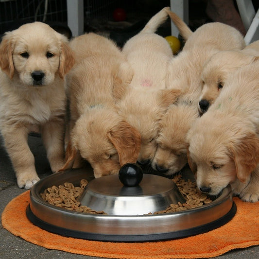 Database of all pet boarding kennels in the UK